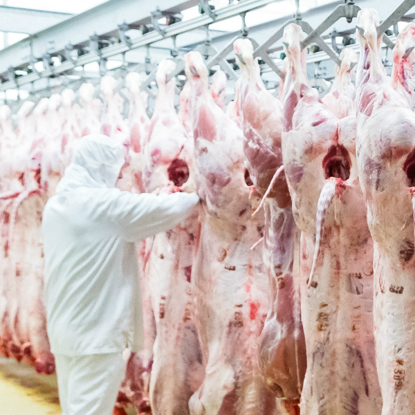 Carcasses de Veau SOBEVAL